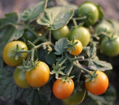 taille arrosage entretien plants de tomates fin saison faire murir automne mois octobre 2022