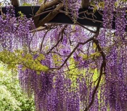 taille glycine été automne controler croissance