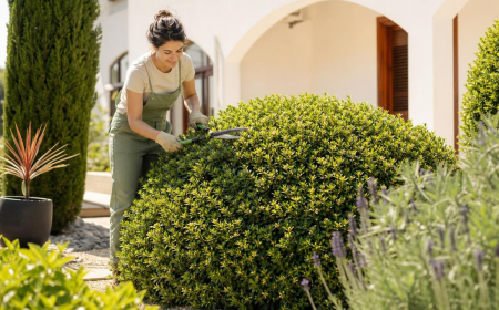 tailler un Pittosporum le pourquoi du comment 2022