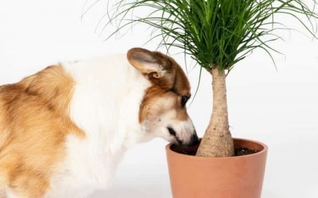 Arbre bouteille Pied éléphant Beaucarnea recurvata plantes intérieur pour nuls