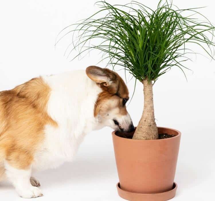 Arbre bouteille Pied éléphant Beaucarnea recurvata plantes intérieur pour nuls