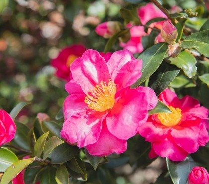 Camellia sasanqua