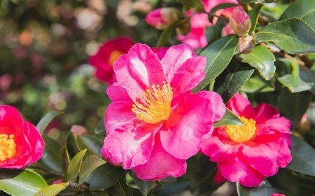 Camellia sasanqua