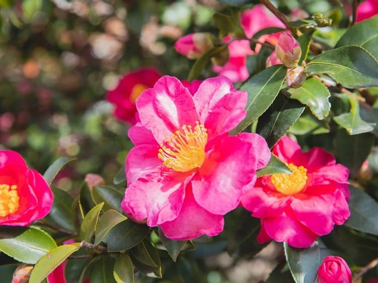 Camellia sasanqua