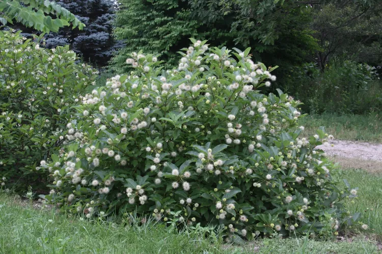 Cephalanthus occidentalis à cultiver dans le jardin ombragé