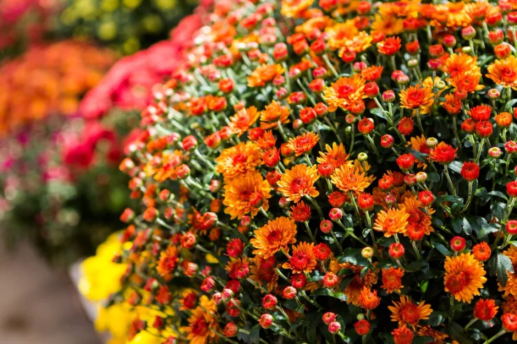 Chrysanthemum le chrysanthème gèle t il quelles variétés rustiques