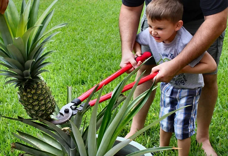 Comment couper l'ananas de la plante et comment le faire pousser