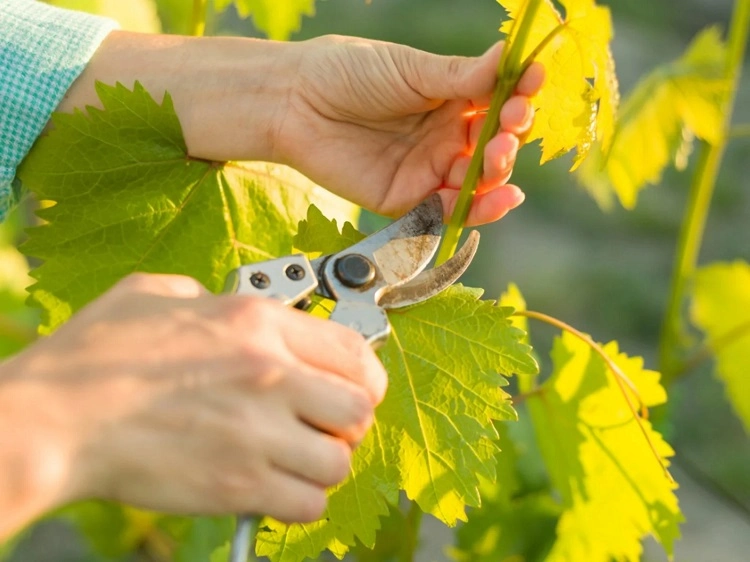 Comment tailler une vigne décorative