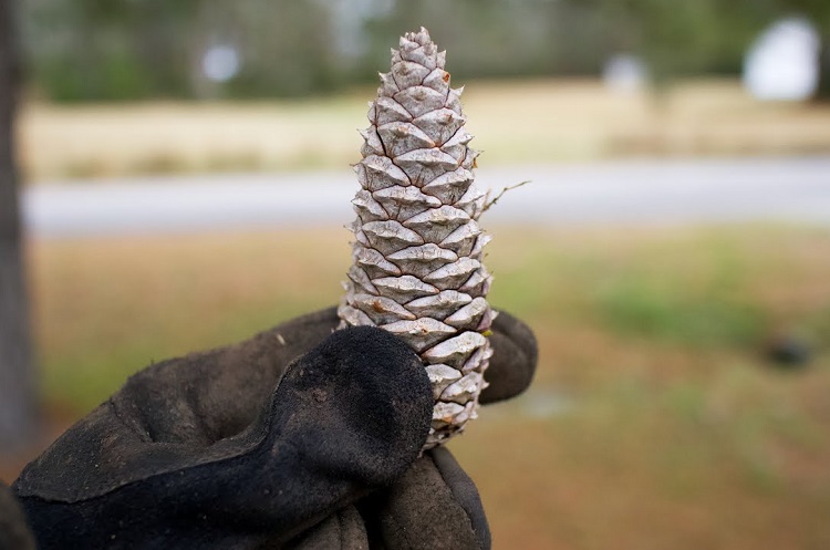 Comment utiliser les pommes de pin au jardin