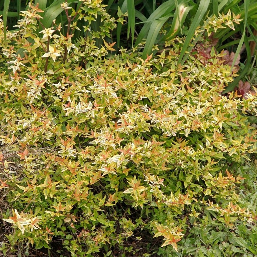 L’Abelia x grandiflora jaune et vert persistant