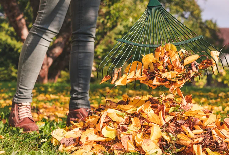 Quelles feuilles mortes pour le compost 2022