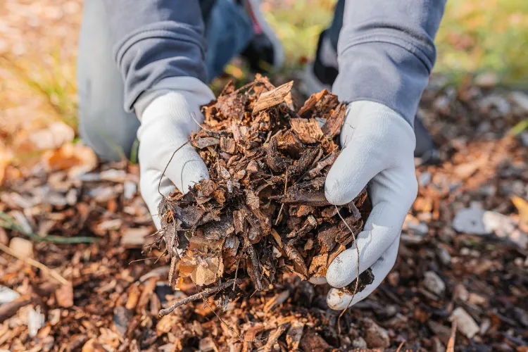 Quelles feuilles mortes pour le potager 2022