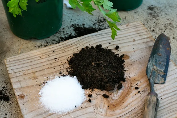 Verser du sel dans le jardin Est-il bénéfique pour les plantes