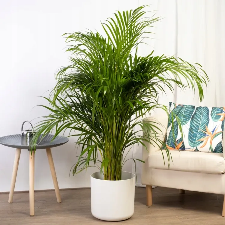arbre d'intérieur facile d'entretien palmier areca