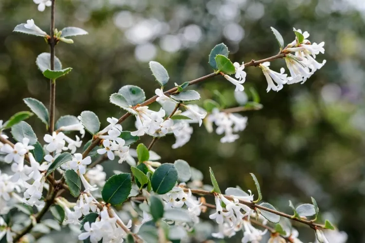 arbuste à fleurs blanches très odorantes en automne osmanthus heterophyllus