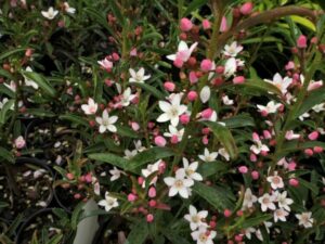 arbuste parfumé persistant qui sent bon en automne philotheca myoporoides