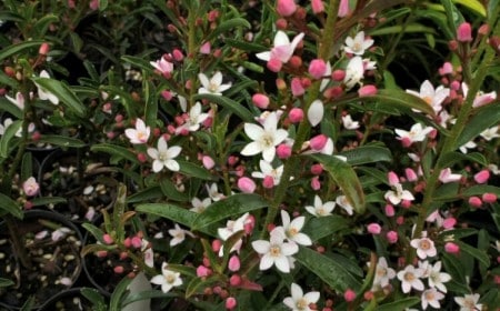 arbuste parfumé persistant qui sent bon en automne philotheca myoporoides