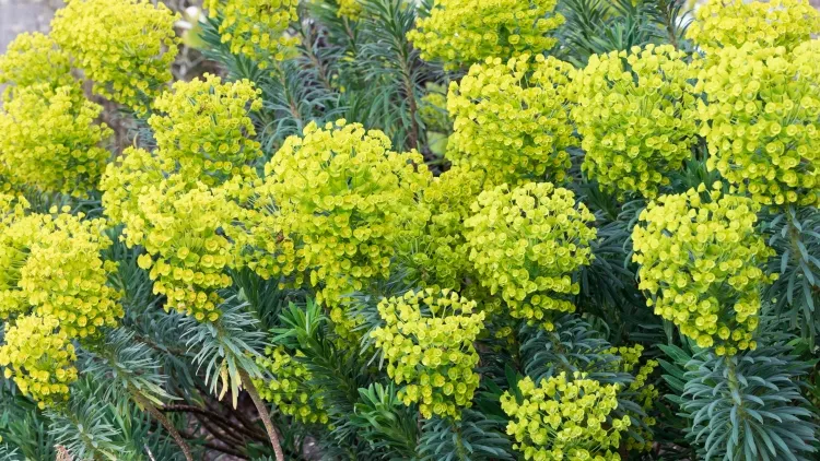 arbuste persistant feuillage jaune et vert euphorbes garantir jaune vif plates bandes bordures pots