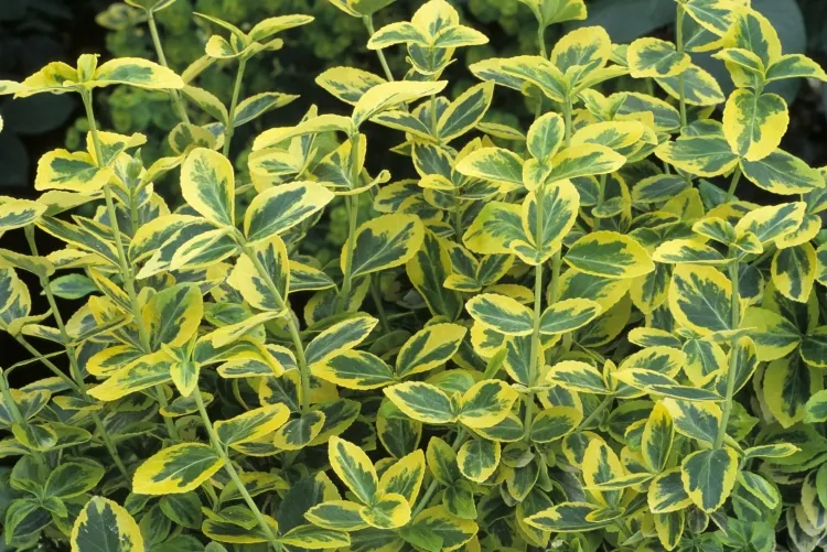 arbuste persistant jaune et vert euonymus arbustes populaires robustes faciles cultiver