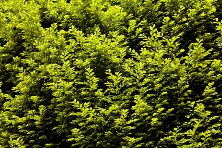 arbuste persistant jaune et vert excellent moyen ajouter intérêt hivernal structure stable