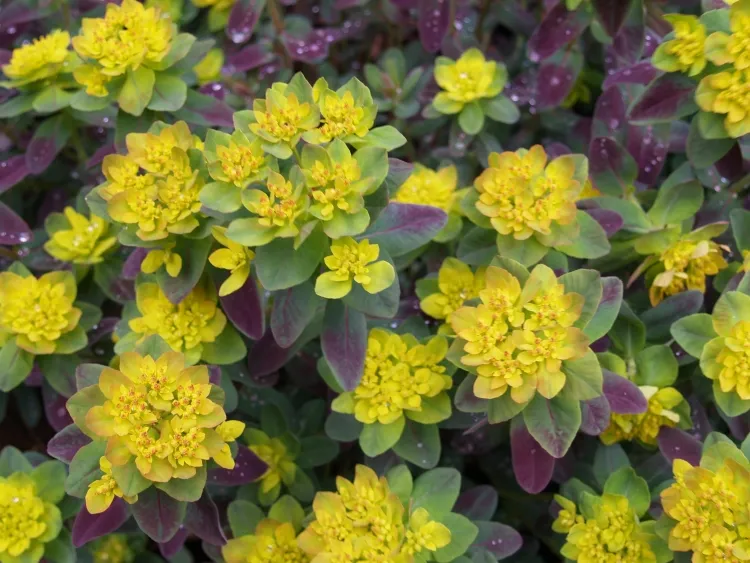 arbuste persistant jaune et vert tons bleu rouge argenté doré servent décor haie naturelle