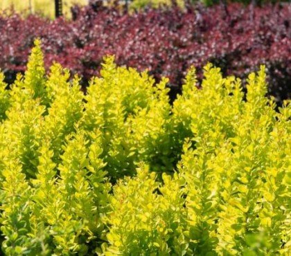 arbuste persistant vert et jaune épine vinette briller soleil quatre cultivars fougueux