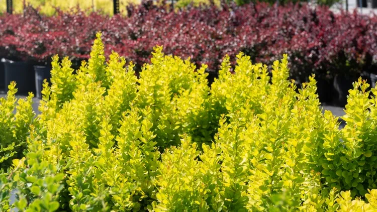 arbuste persistant vert et jaune épine vinette briller soleil quatre cultivars fougueux
