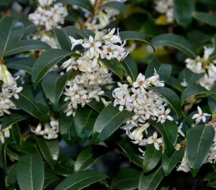 arbustes à feuillage persistant aménager jardin d'hiver meilleures espèces Osmanthe de Burkwood