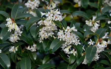 arbustes à feuillage persistant aménager jardin d'hiver meilleures espèces Osmanthe de Burkwood