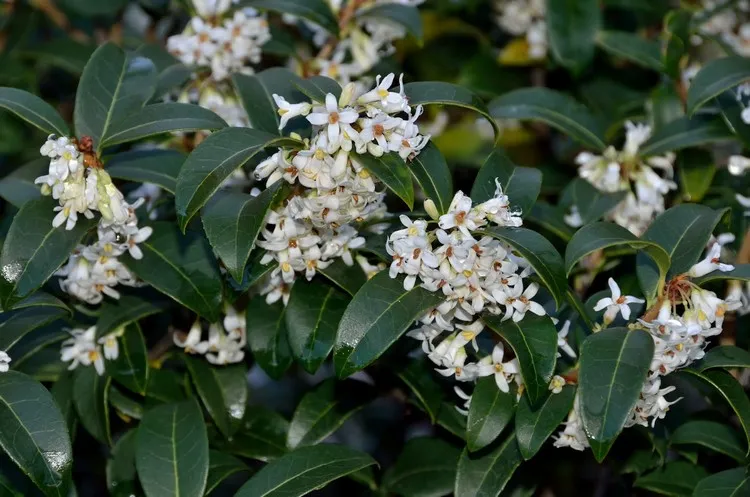 arbustes à feuillage persistant aménager jardin d'hiver meilleures espèces Osmanthe de Burkwood