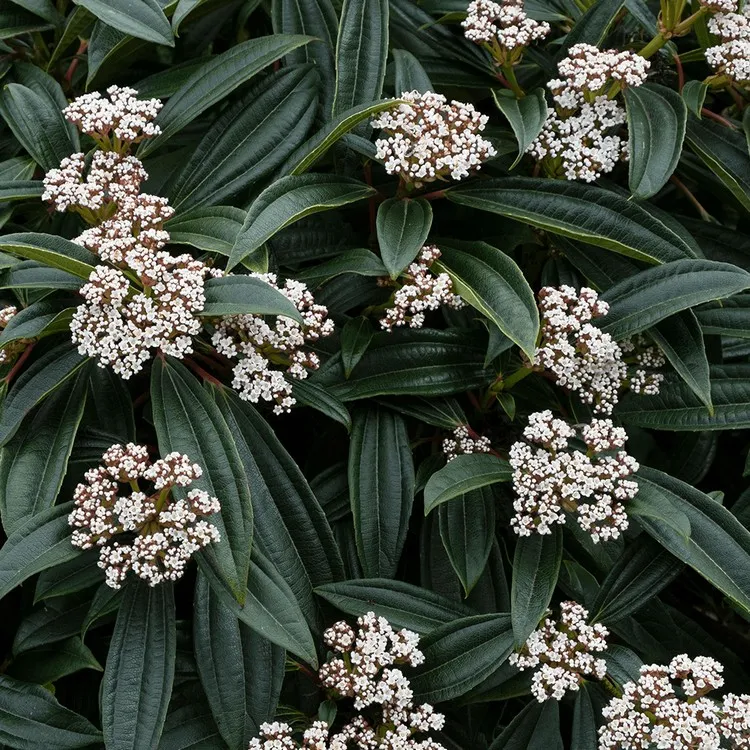 arbustes à feuillage persistant resistant au gel aménager jardin hiver Viburnum davidii