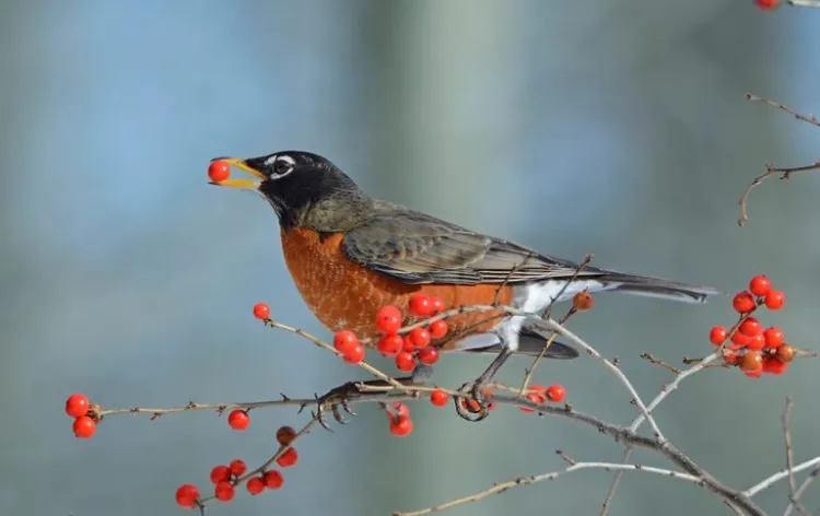 arbustes baies rouges comestibles oiseaux décoratives idées beau jardin