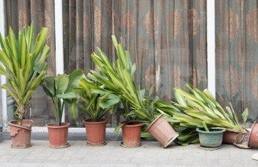 avec quoi proteger les plantes du gel vent pluie balcon terrasse jardin maison empecher pots extérieur tomber