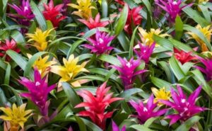bromelia guzmania broméliacées originaires régions climat tropical