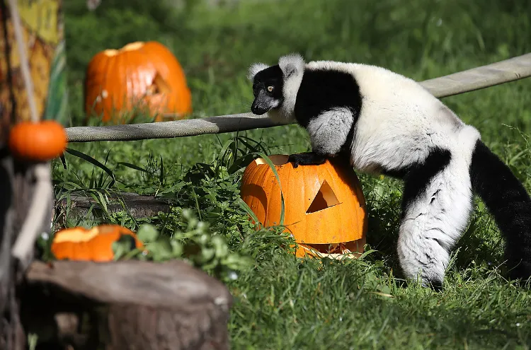 cadeau zoo réutiliser restes citrouille après Halloween anti gaspillage alimentaire zéro déchet