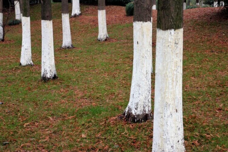 chaux pour les arbres fruitiers traitement efficace maladies fongiques