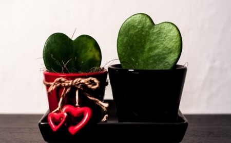 comment bouturer hoya kerrii