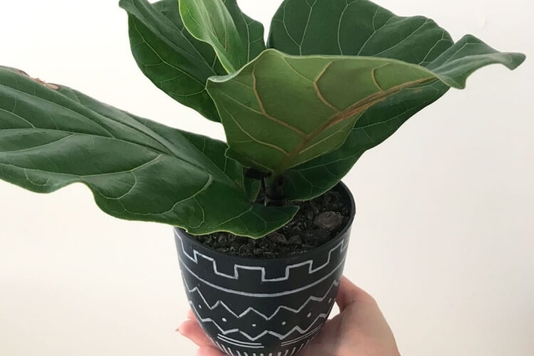 comment bouturer un figuier lyre bouturage technique donne bons résultats plantes vertes