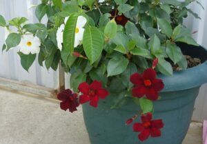 comment conserver un mandevilla en hiver dipladénia pot hiverner soins
