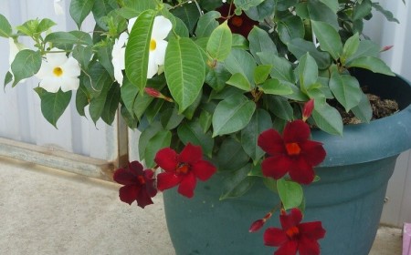 comment conserver un mandevilla en hiver dipladénia pot hiverner soins