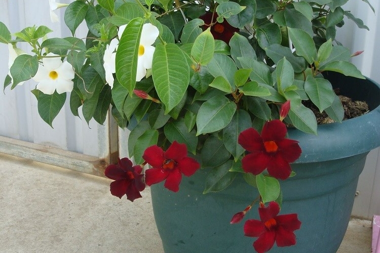 comment conserver un mandevilla en hiver dipladénia pot hiverner soins