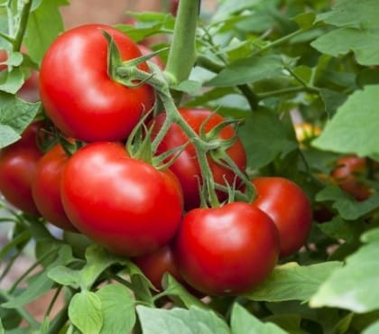 comment conserver un pied de tomates en automne
