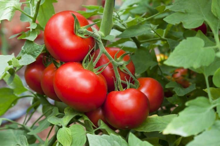 comment conserver un pied de tomates en automne