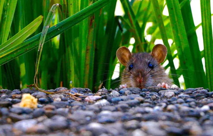 comment éviter les rats au compost 2022