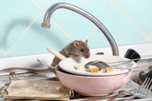 comment faire disparaître des rats maison