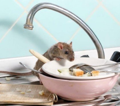 comment faire disparaître des rats maison