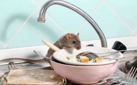 comment faire disparaître des rats maison