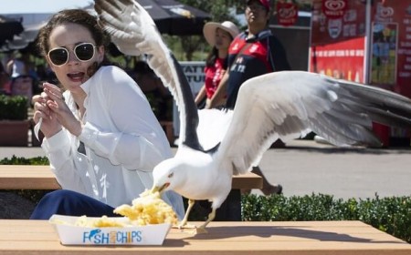 comment faire fuir mouettes sans nuire éloigner goélands facon humaine trucs