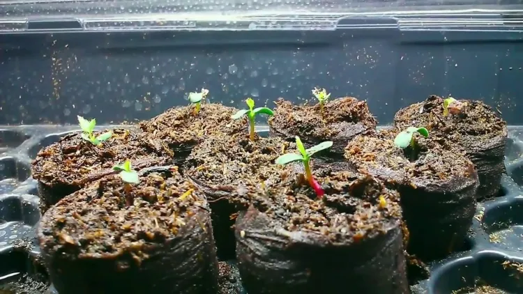comment planter un rosier petits plateaux démarrage semis facilitent entretien plusieurs graines