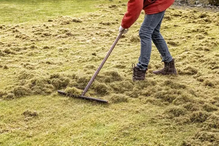 comment refaire sa pelouse sans retourner terre